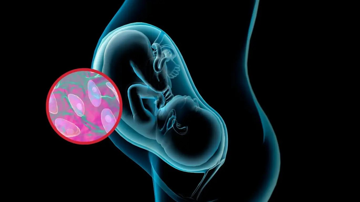 Si una mujer embarazada se infecta por primera vez, el parásito puede atravesar la placenta y llegar al feto, generando complicaciones graves. Fuente: Muy Interesante /iStock
