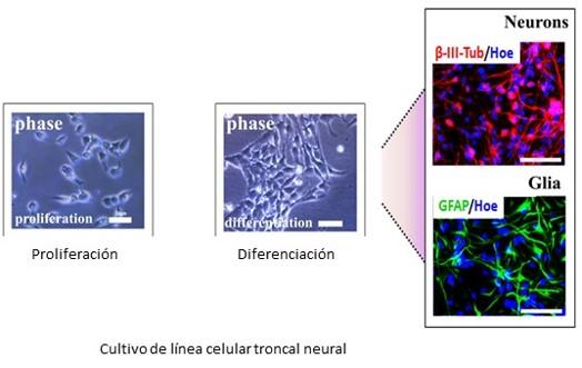 Cultivo de línea celular troncal neural